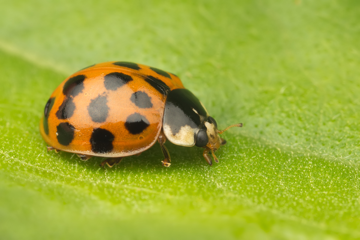 Harlequin Ladybird 2